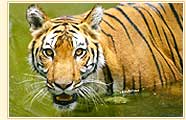 Bengal Tiger, New Delhi Zoo