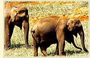 Elephants in Periyar Tiger Reserve