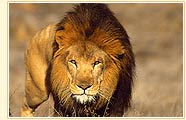 Lion in Gir National Park