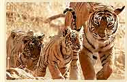 Tiger Family, Ranthambhore National Park