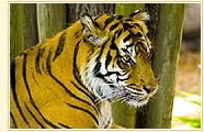 Tiger in Kanha National Park