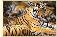 Tigers in National Park, Bandhavgarh